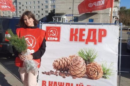 В Алтайском крае общественники совместно с КПРФ провели акцию «Кедр – в каждый двор!»