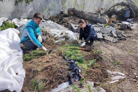 Депутаты-коммунисты раздали более 8000 саженцев кедра в Новосибирске