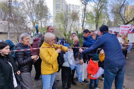 Депутаты-коммунисты раздали более 8000 саженцев кедра в Новосибирске