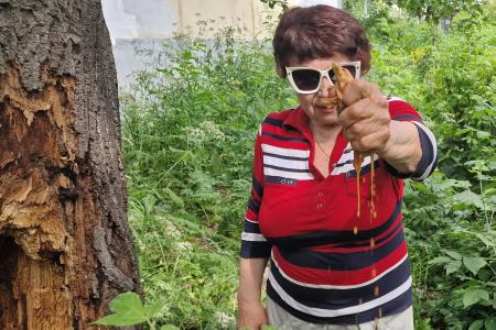 Рязань. Проблема аварийных деревьев – одна из очень острых и болезненных в городе