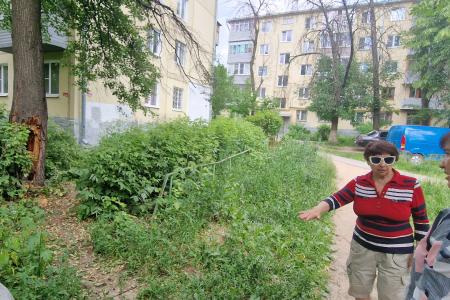 Рязань. Проблема аварийных деревьев – одна из очень острых и болезненных в городе