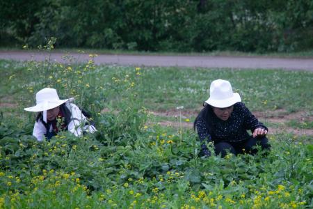 Совхоз имени Ленина в Подмосковье: красный субботник по сбору урожая земляники