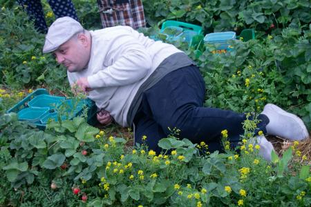 Совхоз имени Ленина в Подмосковье: красный субботник по сбору урожая земляники