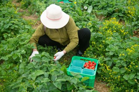 Совхоз имени Ленина в Подмосковье: красный субботник по сбору урожая земляники
