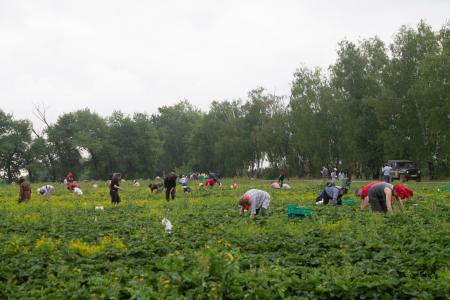 Совхоз имени Ленина в Подмосковье: красный субботник по сбору урожая земляники