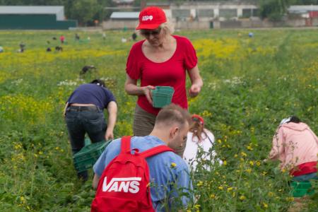 Совхоз имени Ленина в Подмосковье: красный субботник по сбору урожая земляники