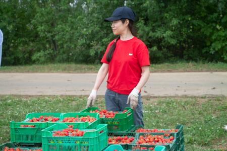 Совхоз имени Ленина в Подмосковье: красный субботник по сбору урожая земляники