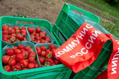 Совхоз имени Ленина в Подмосковье: красный субботник по сбору урожая земляники