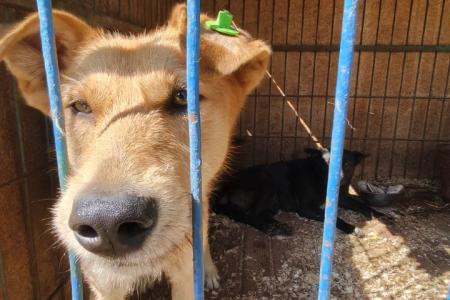 Рязанские коммунисты посетили приют для животных