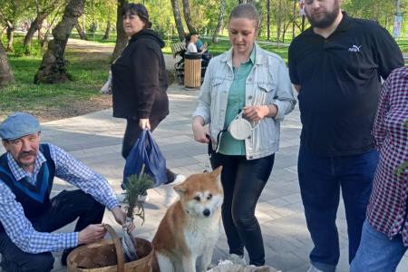 «Кедр – в каждый двор». Экологическая акция алтайских коммунистов