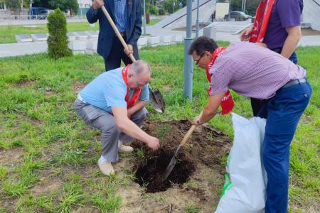 В Сталинграде коммунисты посадили аллею сибирских кедров