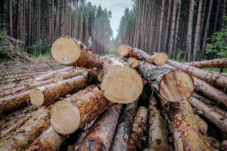 Свердловская область. Коммунисты остановили массовую вырубку леса в Белоярском районе