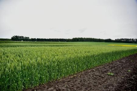 Владимир Кашин принял участие в Дне русского поля в Орловской области