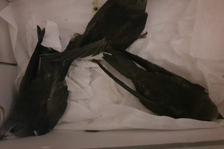 Воронеж. При помощи Сергея Гаврилова жители дома на Плехановской получили поддержку
