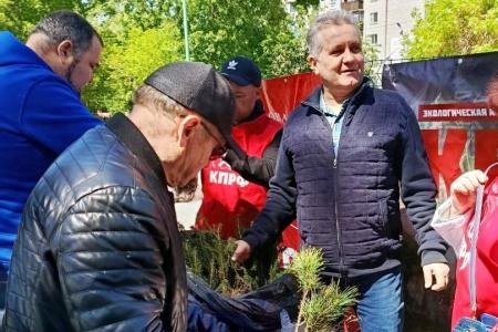 Экологическая акция КПРФ «Кедр в каждый двор» завершилась в Алтайском крае