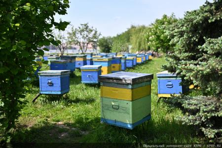 Под знаком пчелы — с Геннадием Зюгановым: экология, мёд и продовольственная безопасность