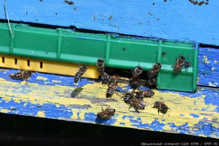 Под знаком пчелы — с Геннадием Зюгановым: экология, мёд и продовольственная безопасность