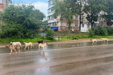 Отловленных собак – обратно на улицу? Депутат-коммунист Алексей Корниенко продолжает работу с обращениями жителей Биробиджана